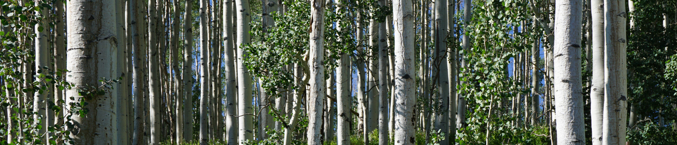 Allphase Pharma Consulting, LLC